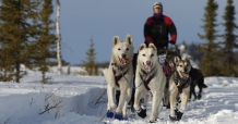 Iditarod 2013
