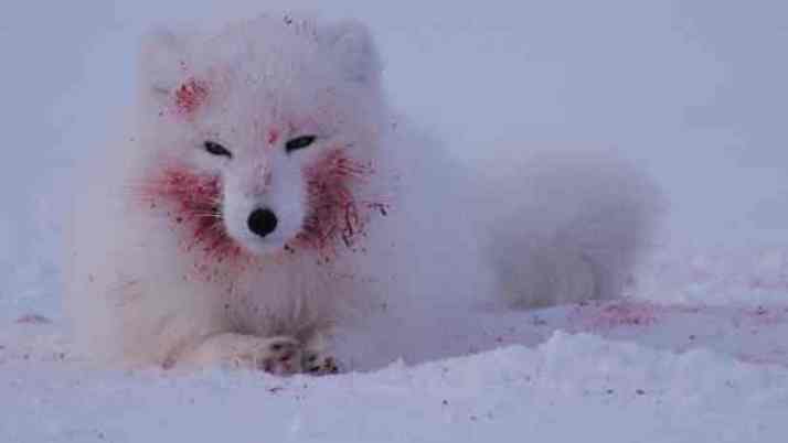 lis wyspa ellesmere'a